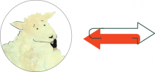 schaap